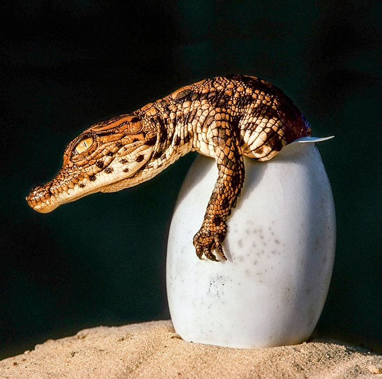 Crocodile Hatching